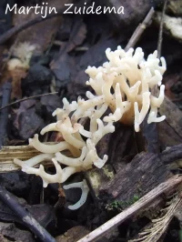 Knotszwammen [Clavariaceae]